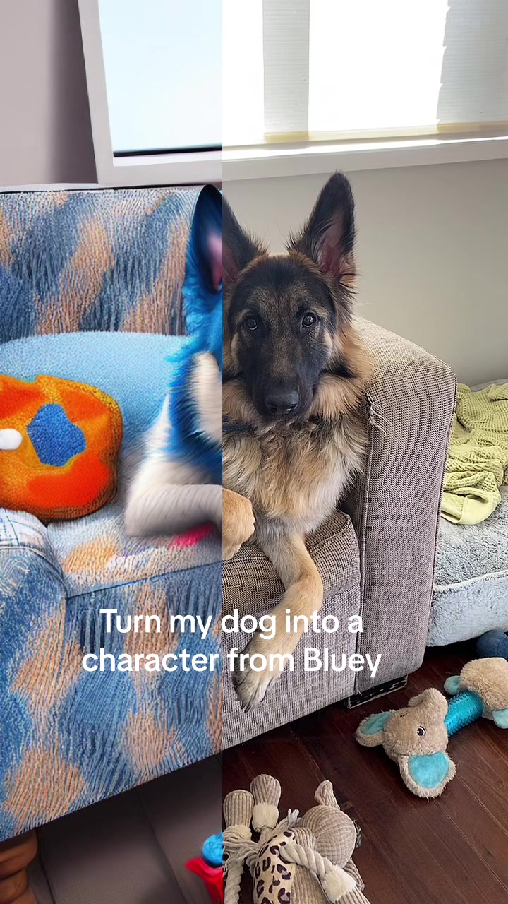 @Indy German Shepherd