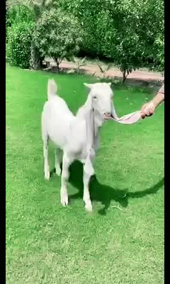 @goatloverroorkee