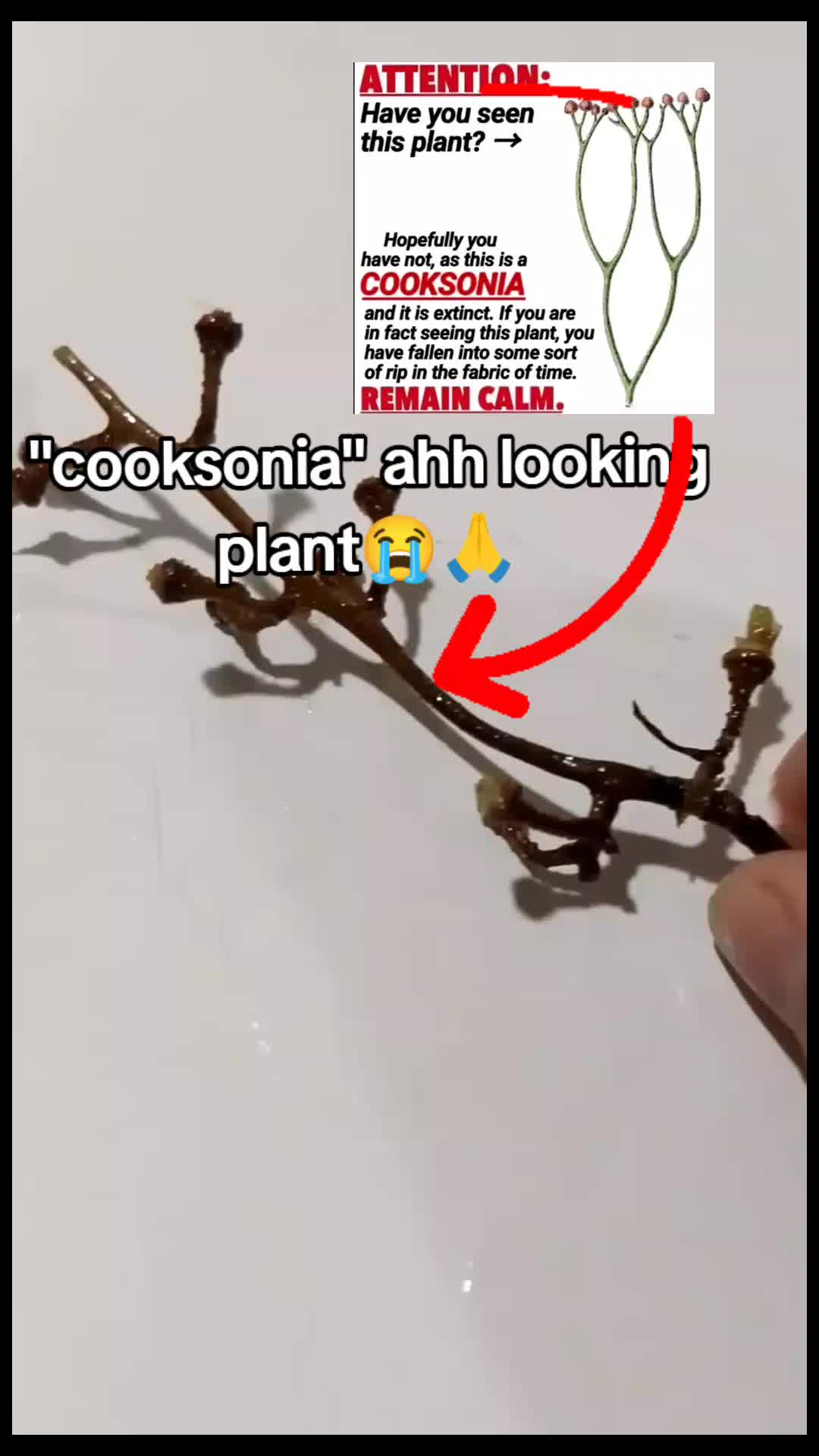 @silubrian