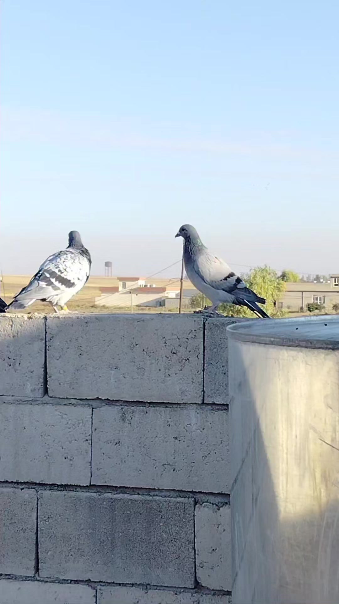 @ملك الزاجل
