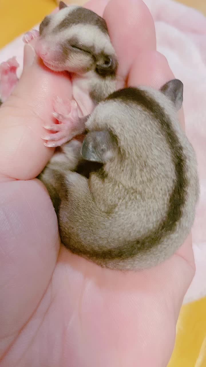 @ララママ1