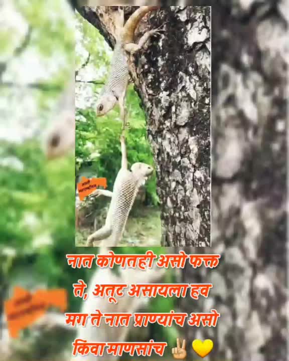 @🚩👑जय शिवराय👑🚩
