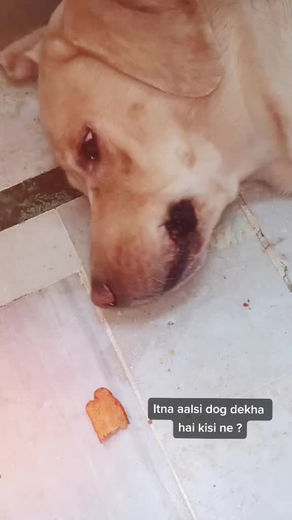 @Cute Doggo 🐶