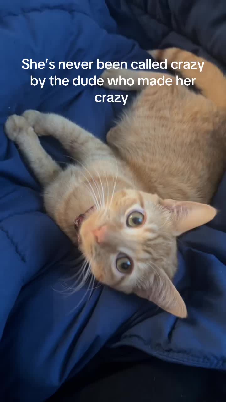 @🐈