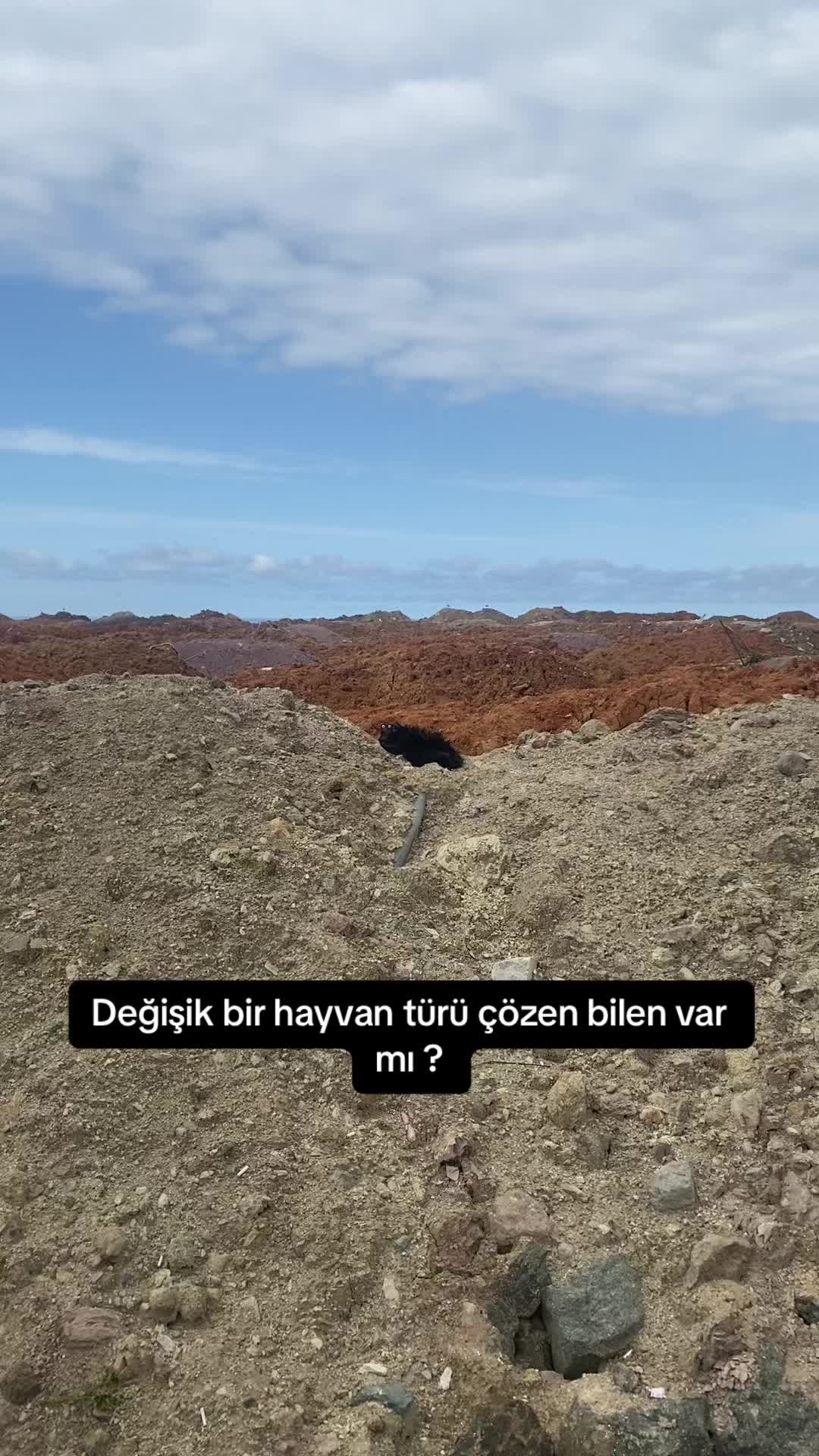 @Mavisine.yeşil