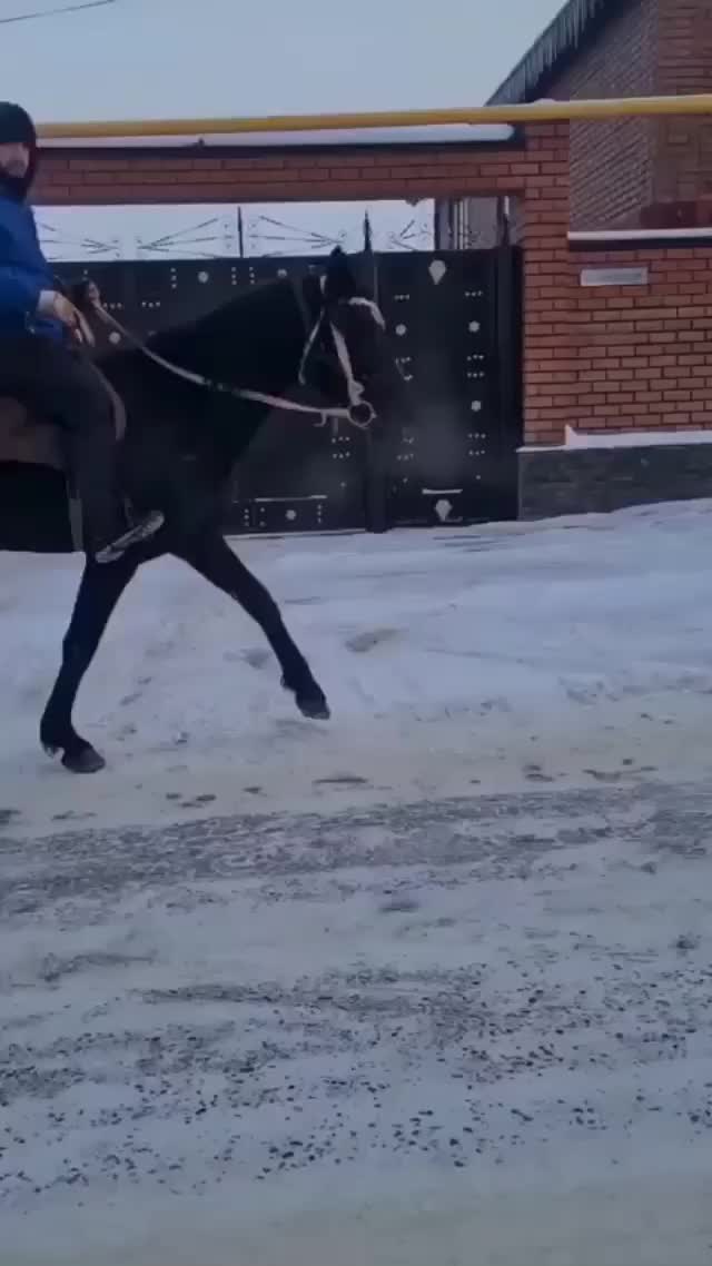 @tarki_horses05
