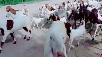 @goatloverroorkee