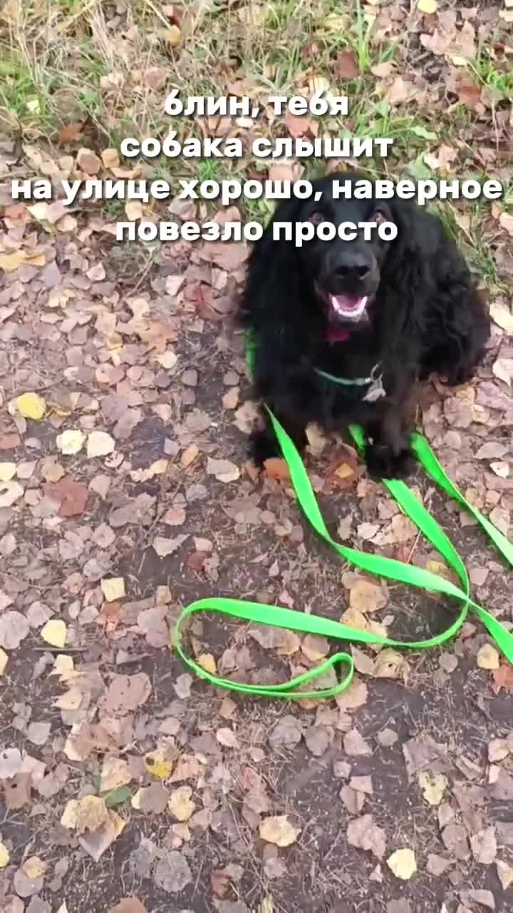 @шакалёнок