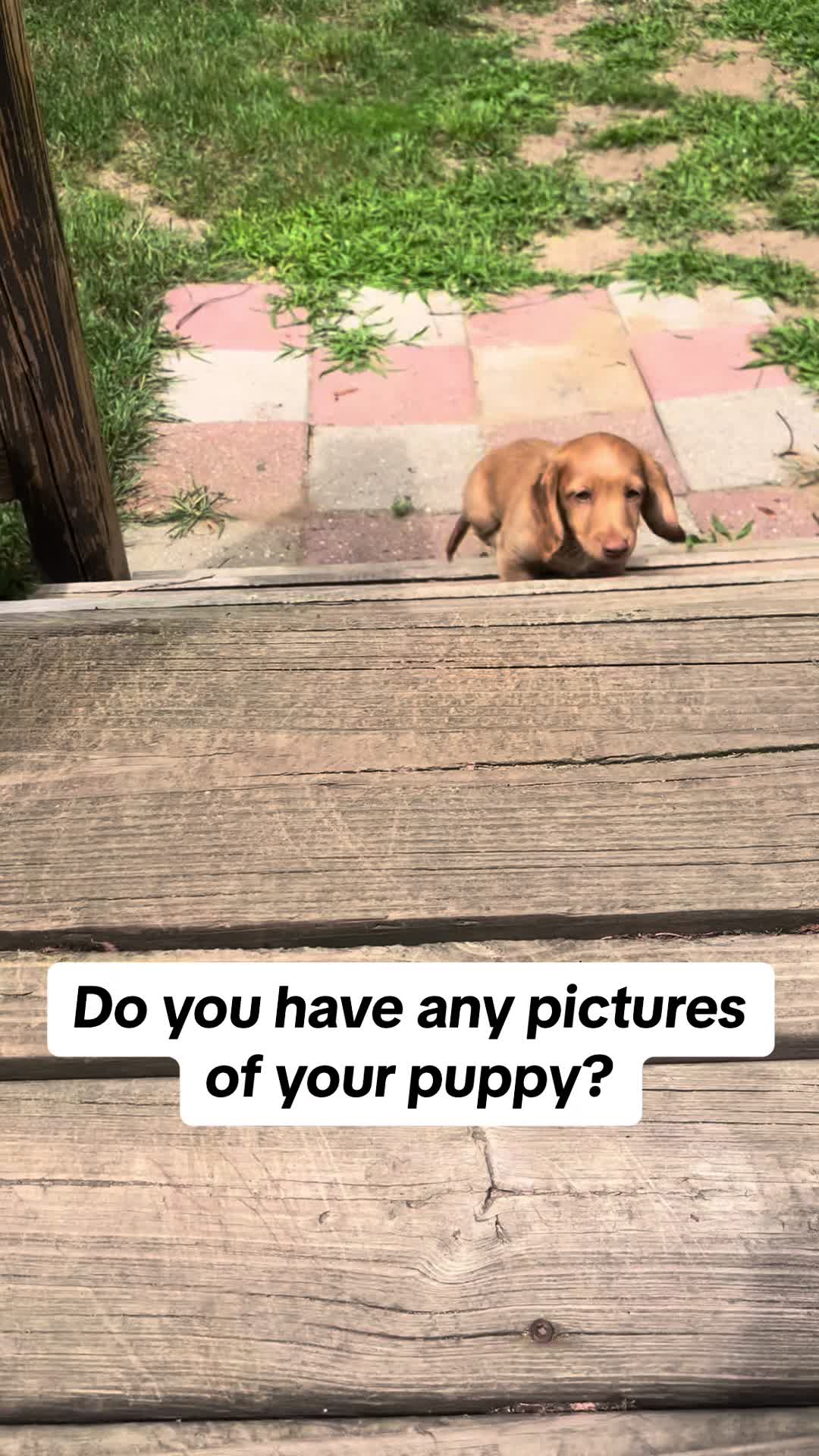 @Chef Linguini 🐶👨🏻&zwj;🍳