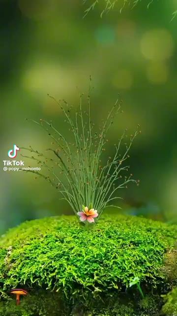 @কষ্ট ভরা জীবন আমার দুঃখ ভরা মন