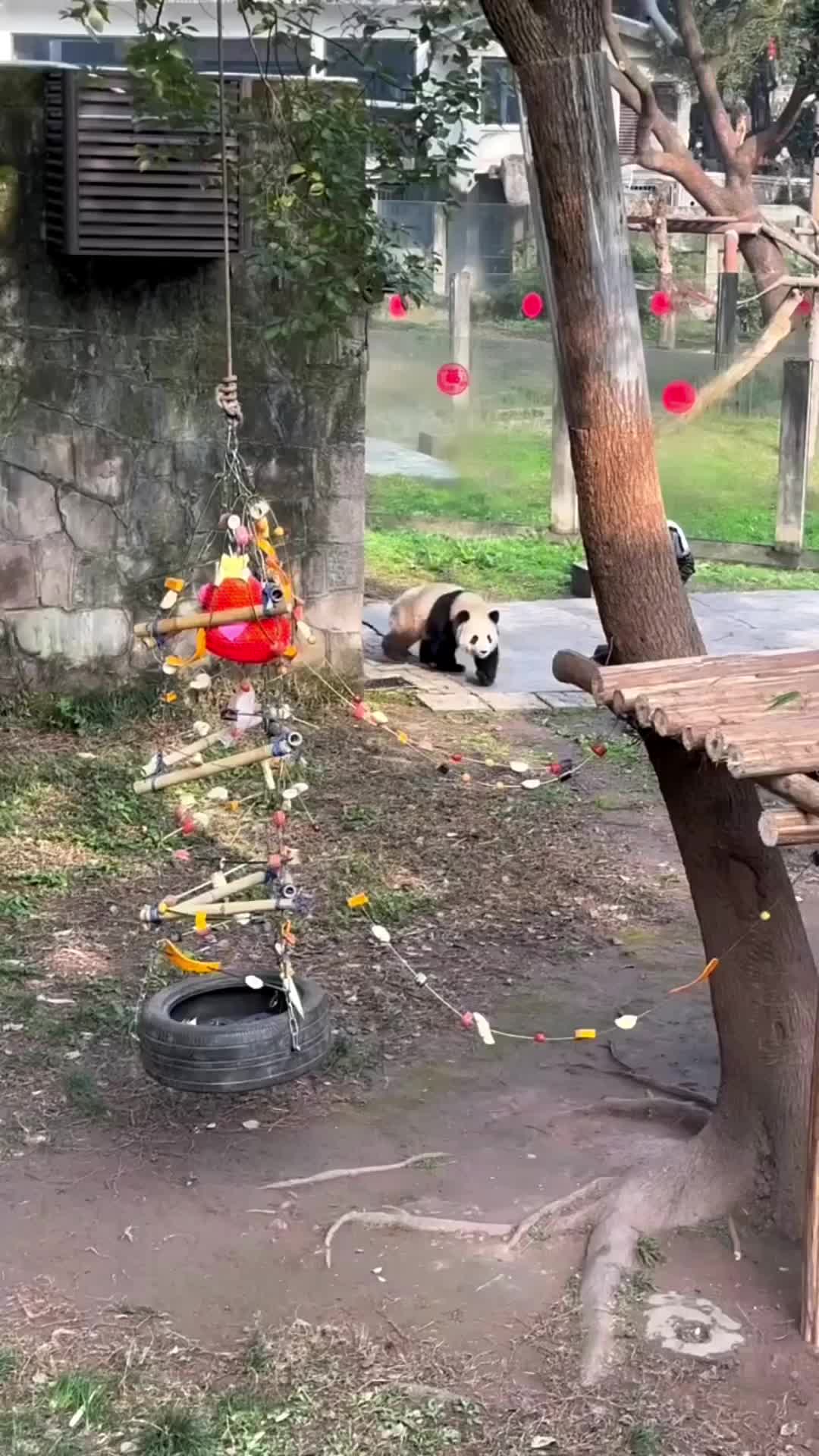 @meowhhcdntb
