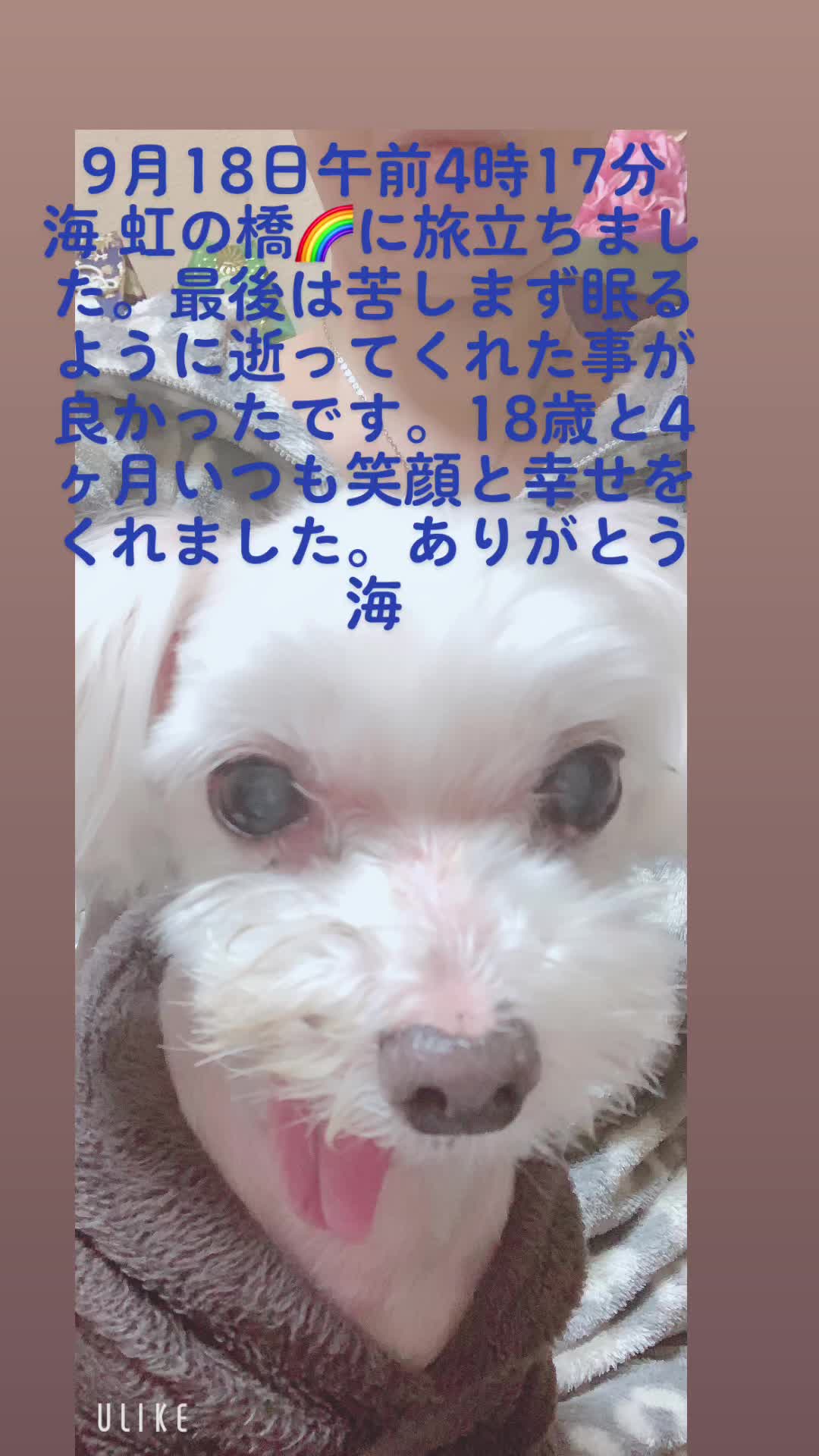 @Toshimi0923🐶🐾