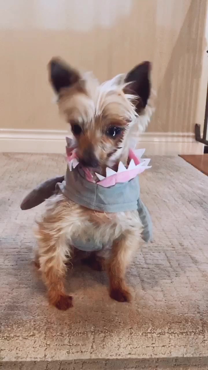 @Harlow the Yorkie