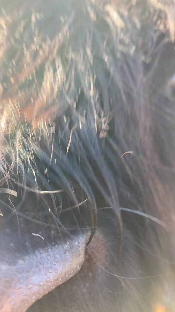 @Blue.collarmt$