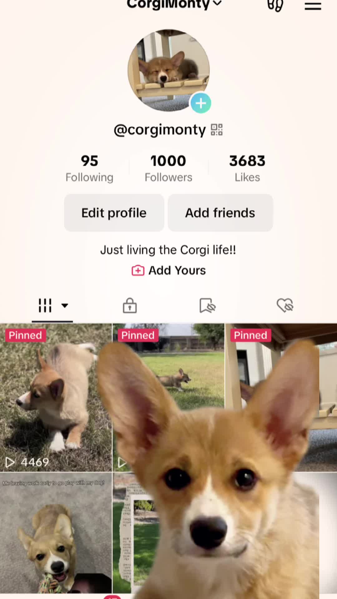 @CorgiMonty