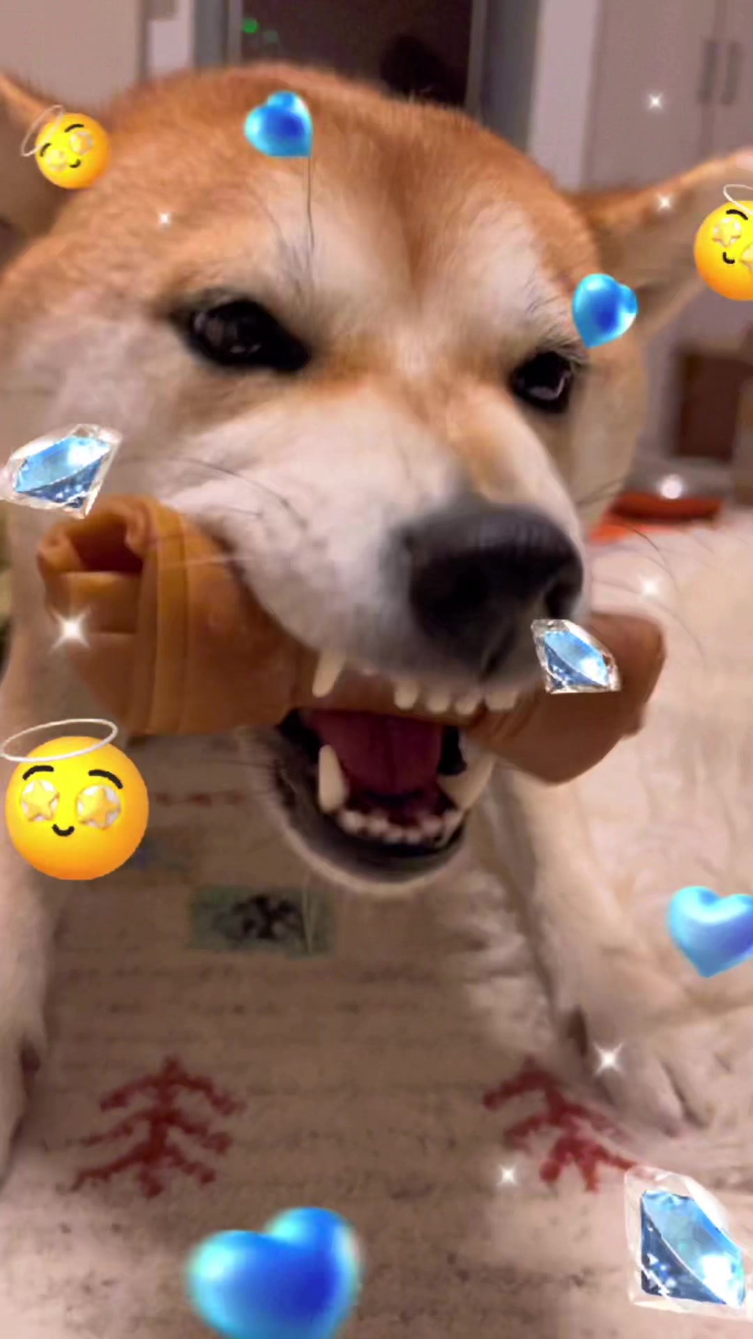 @🧿Mamidogs🧿