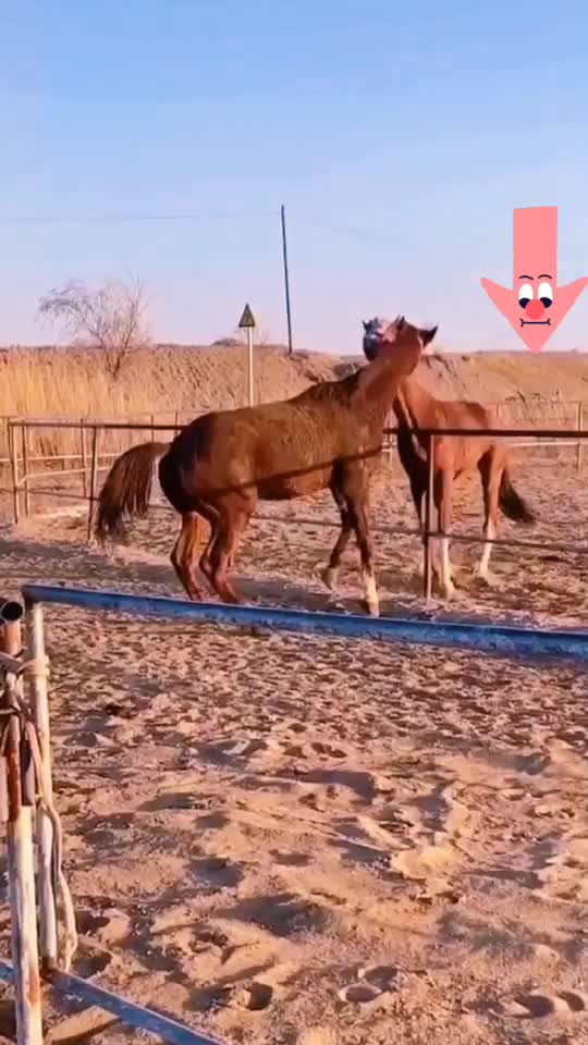 @Horse🐴🦄💕