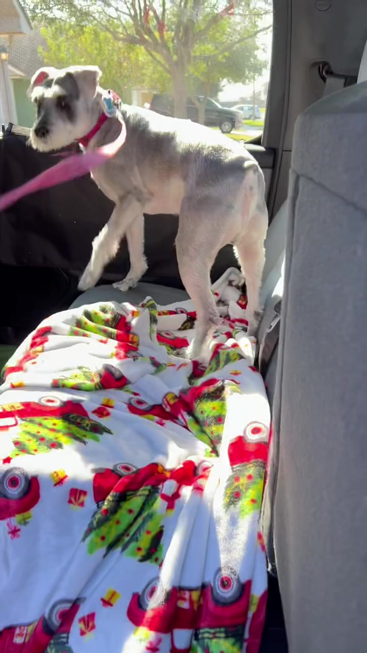 @Cooper The Schnauzer