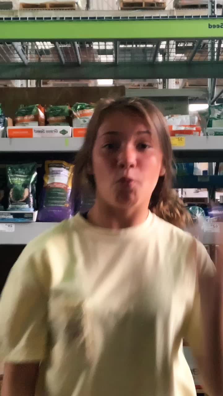 @lexipoo