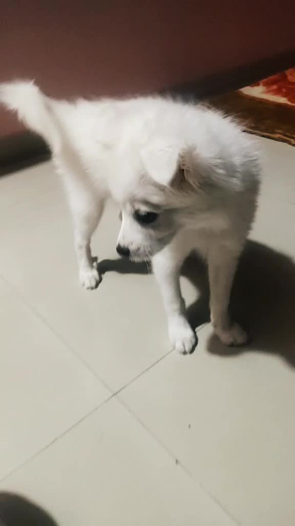 @I M TUFFY 🐶❤️