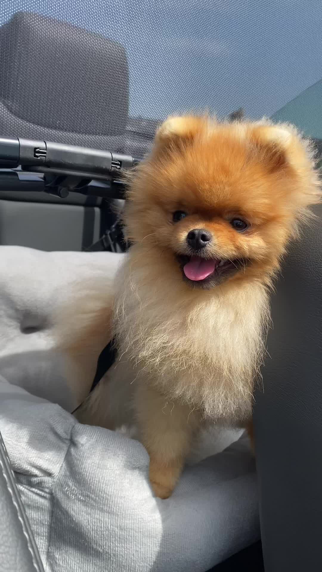 @yoshi.thepom
