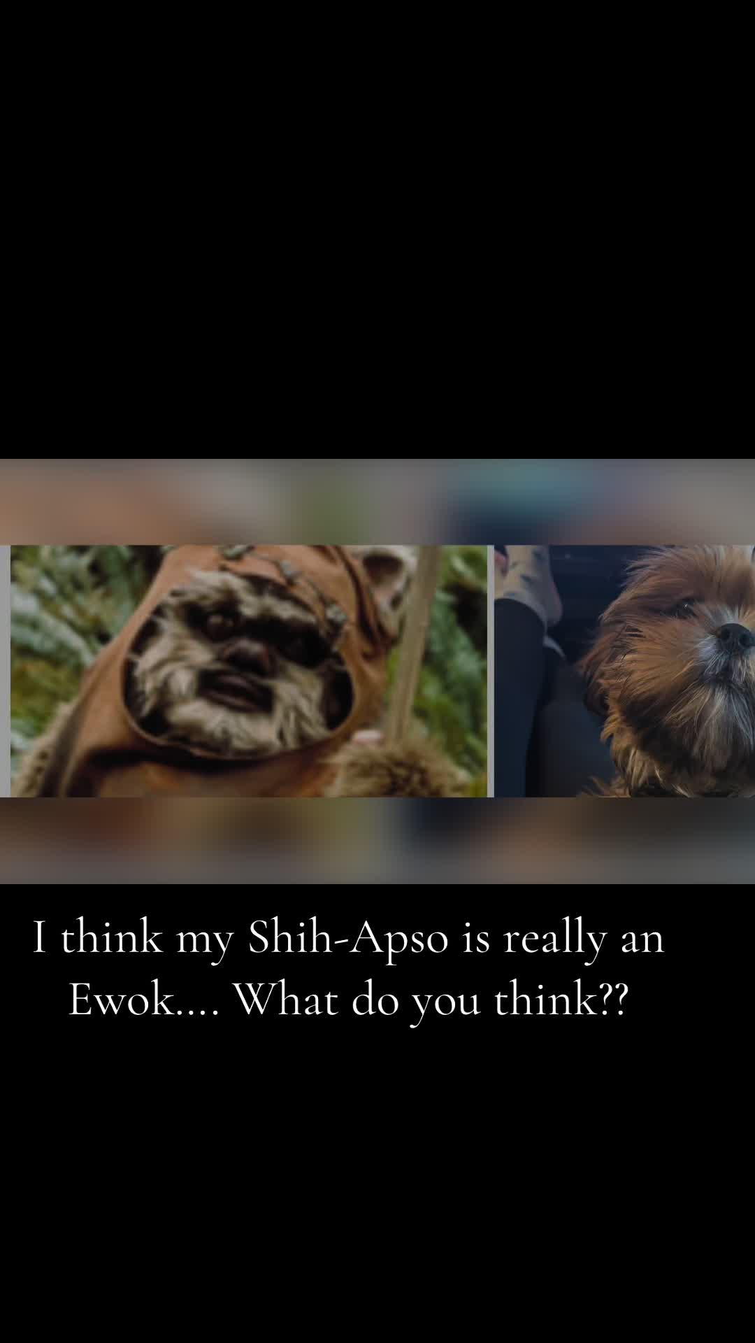 @Duuuviethedog