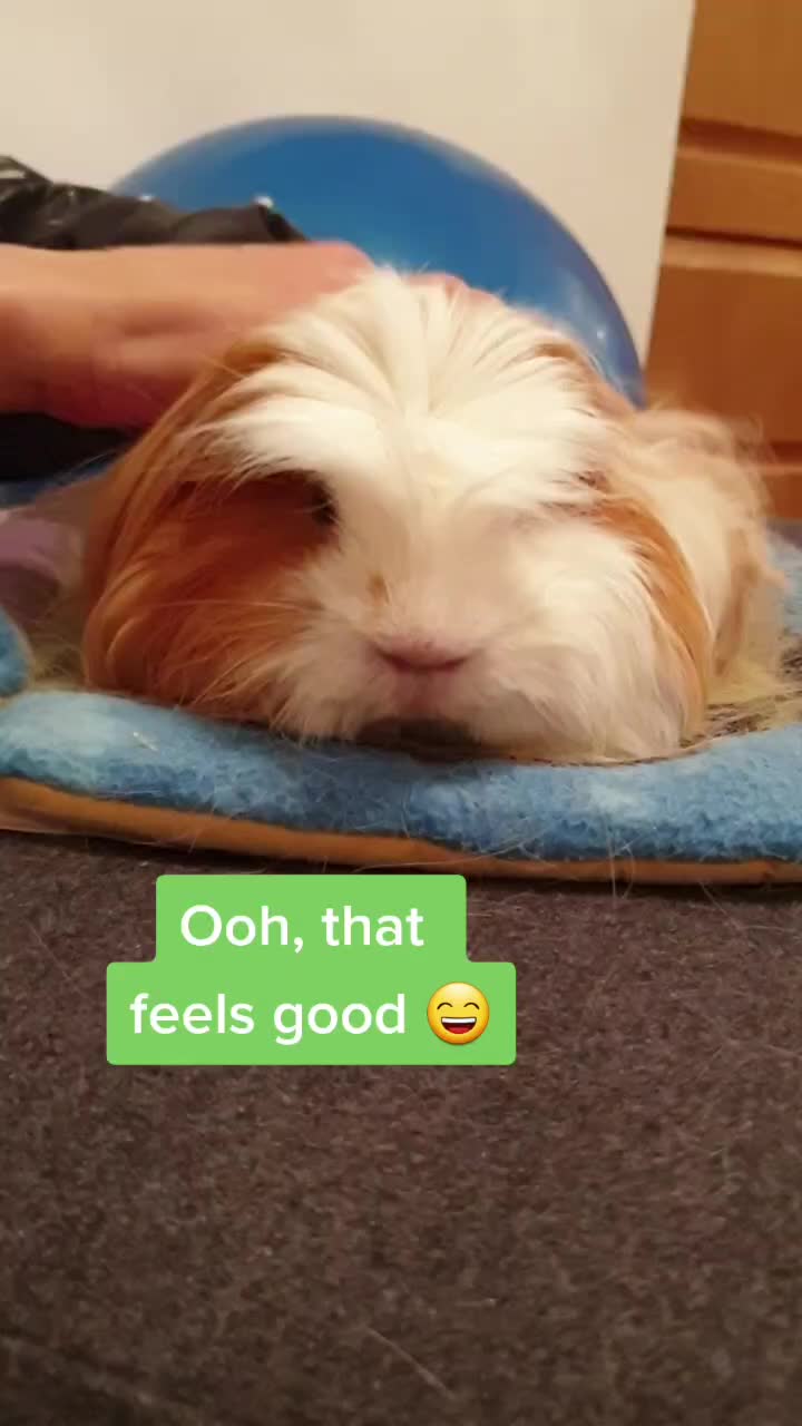 @Piggymassage