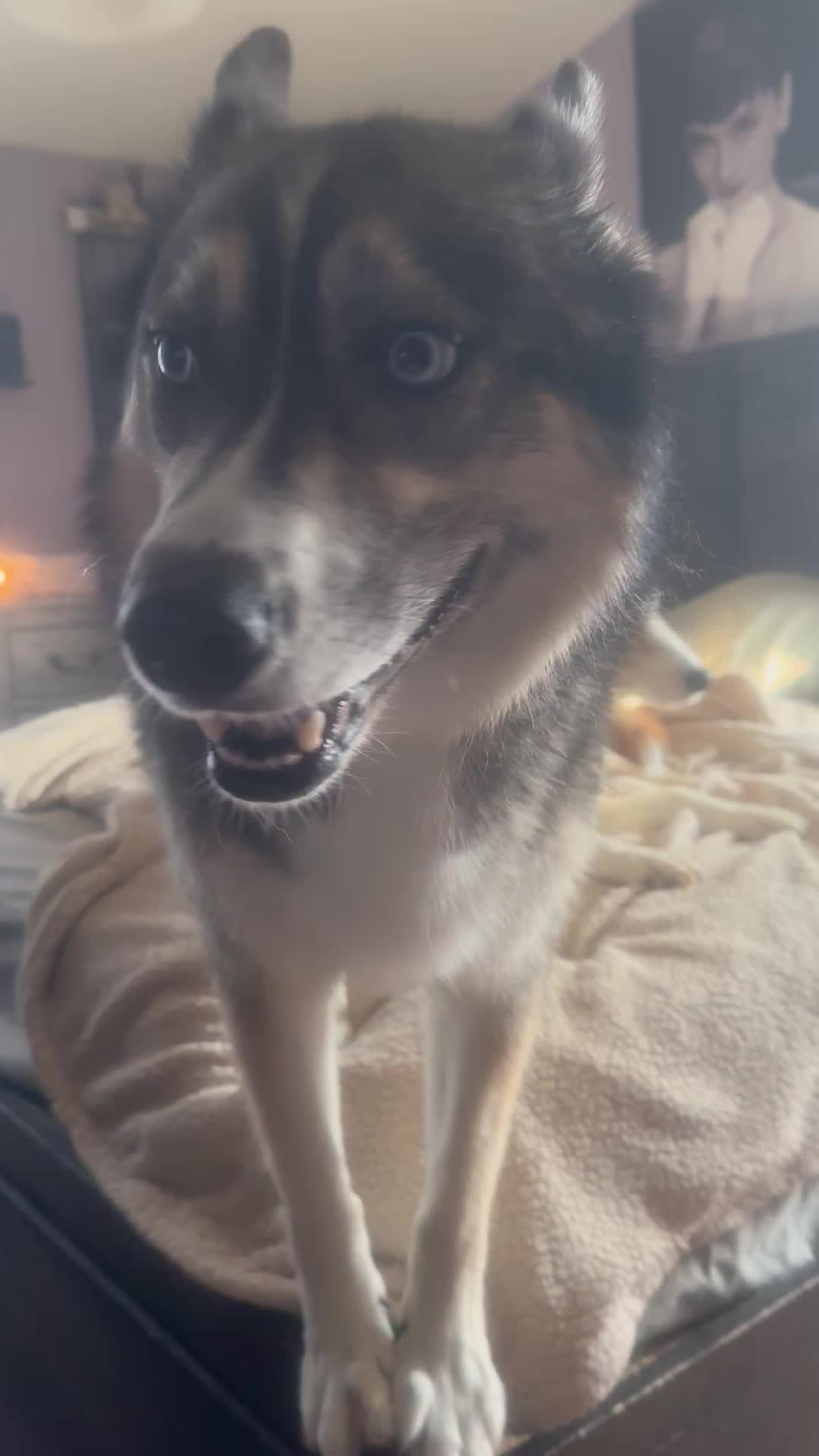 @Husky 6 Pack