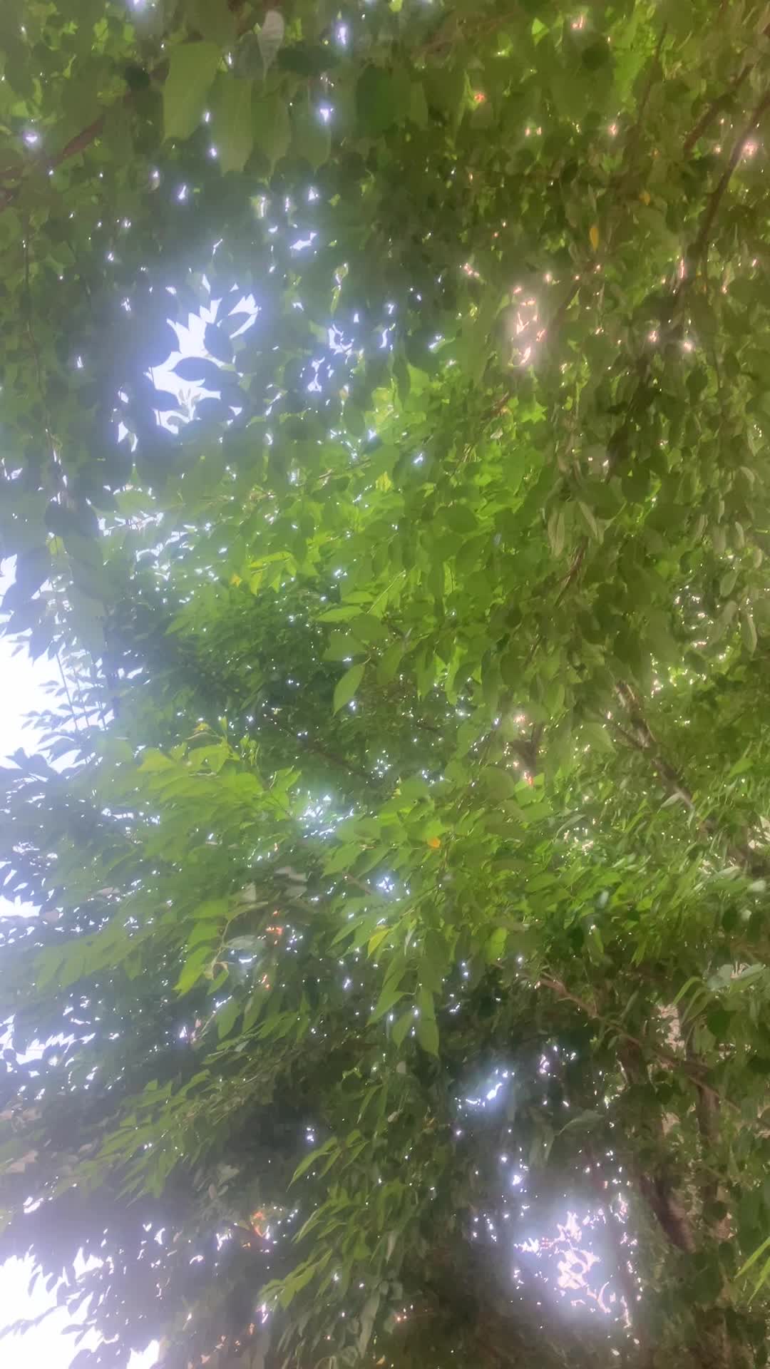 @Green._.tree01