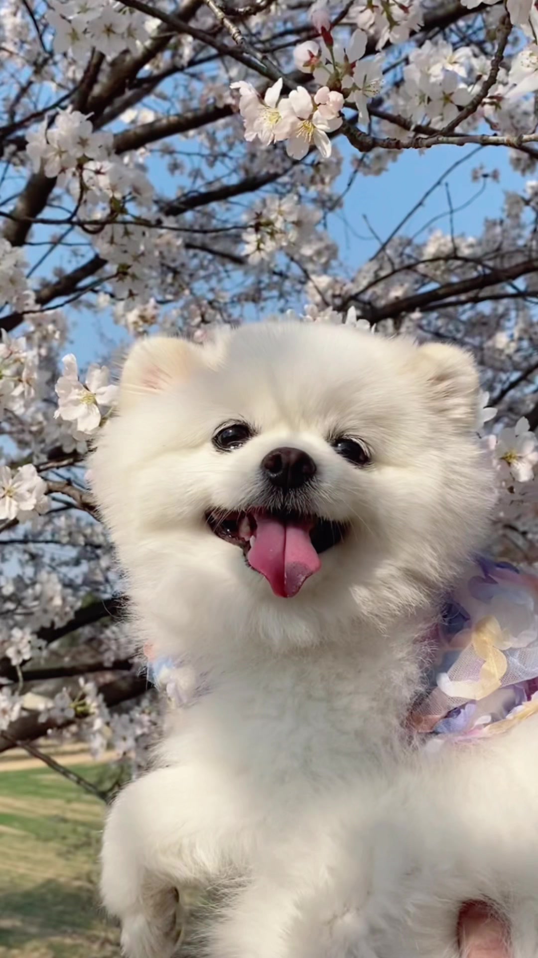 @권하리