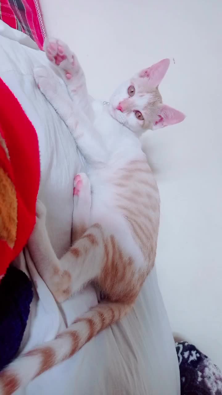 @ratanbist5