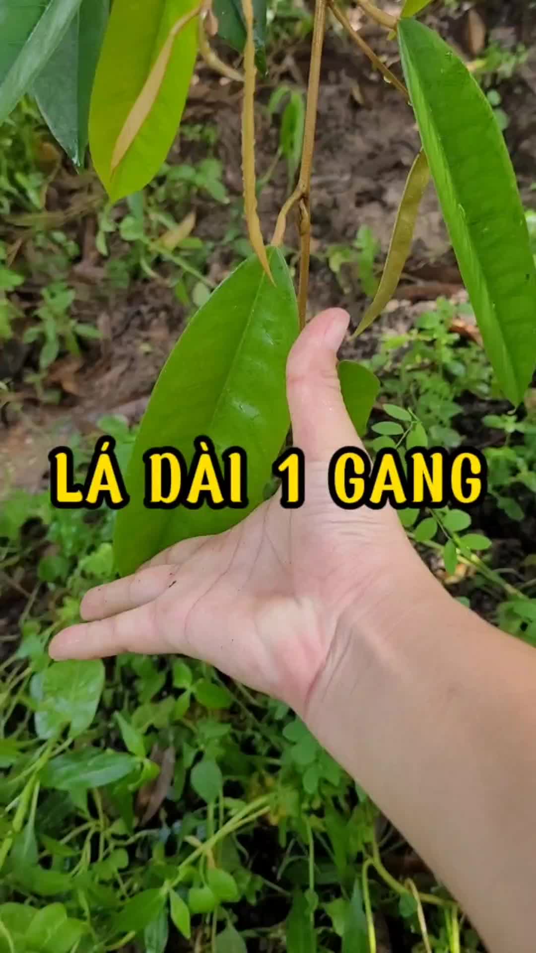 @Hưng Farm - Store