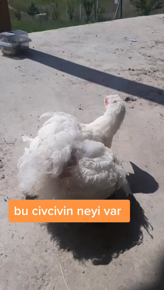 @Muhamet Özsoy