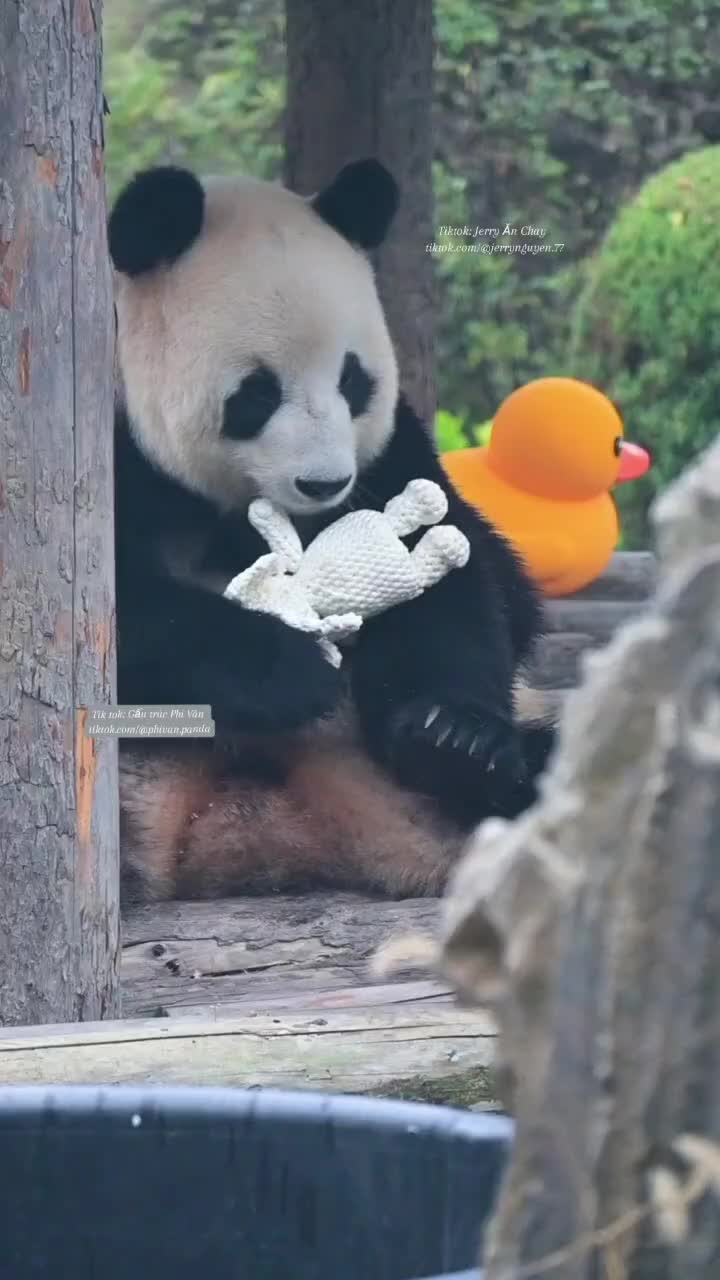 @Gấu tr&uacute;c Phi V&acirc;n