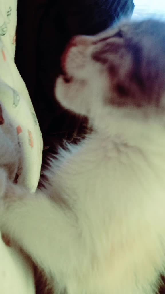 @CookieCats