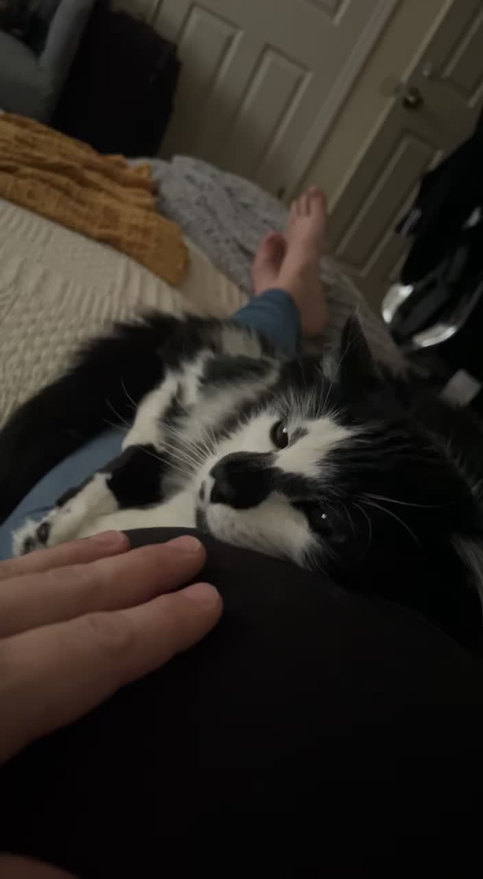 @Macaroni the Cat