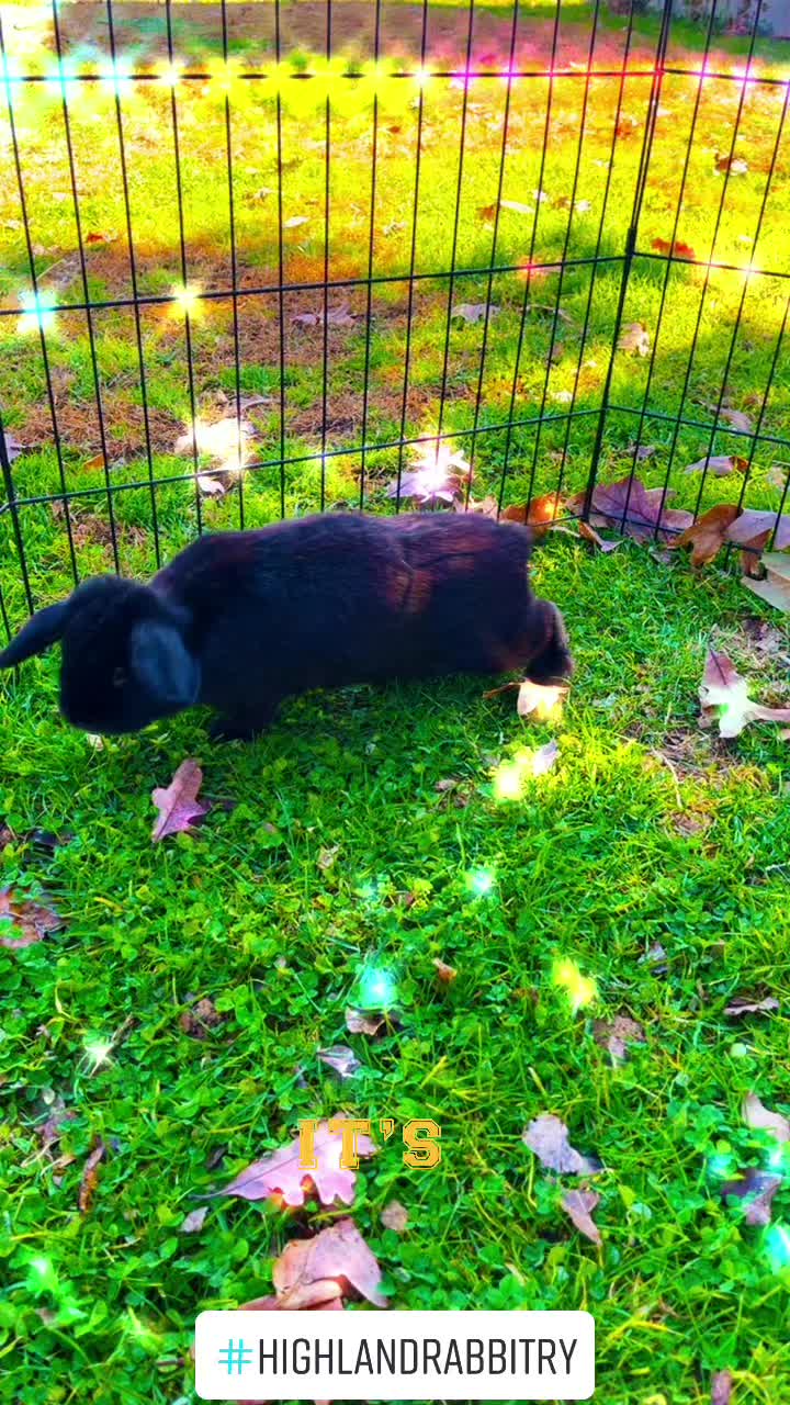 @HighlandRabbitry