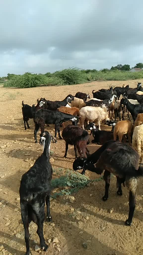 @SK___માલધારી