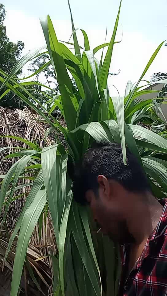 @Raj Veni