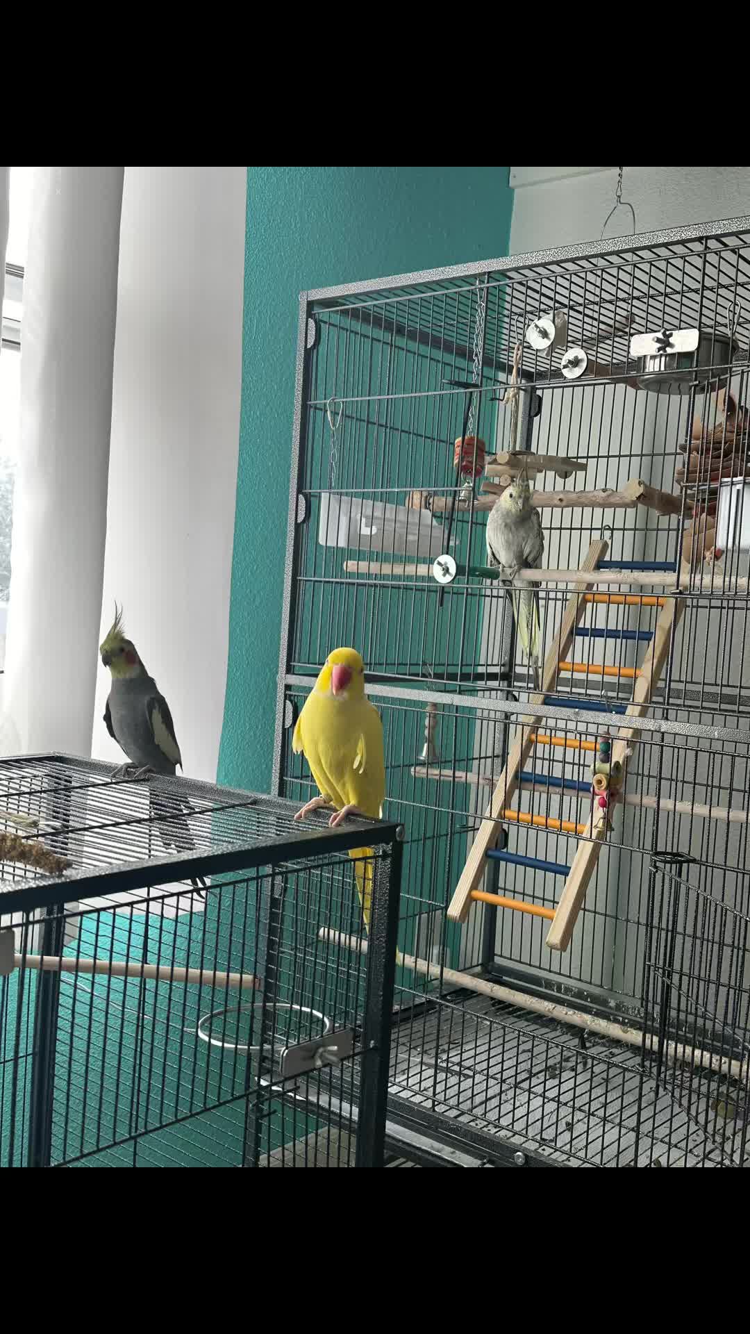 @Tweety the Ringneck