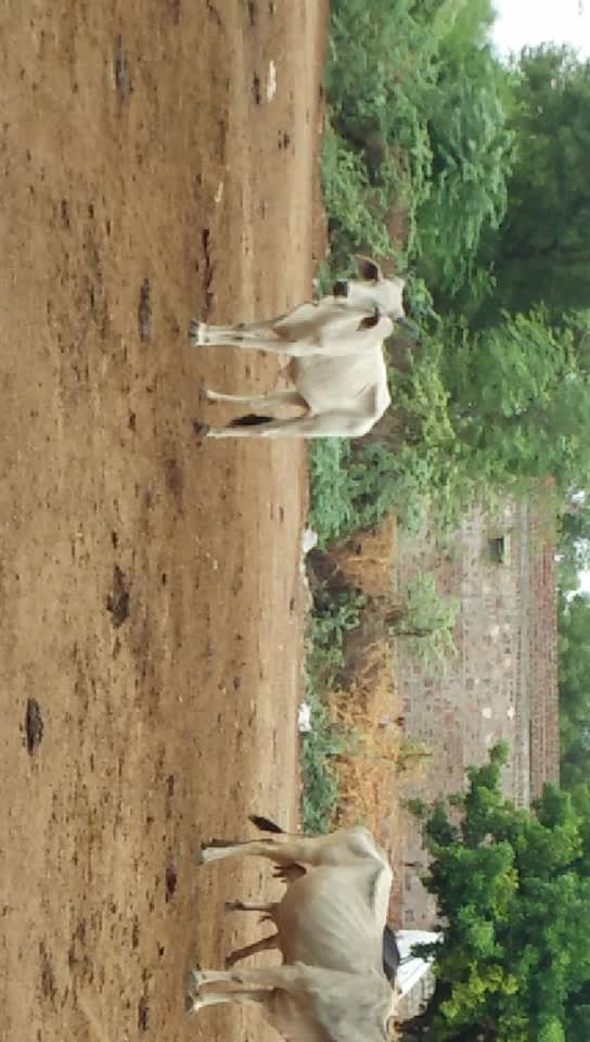 @Bhavesh Rabari