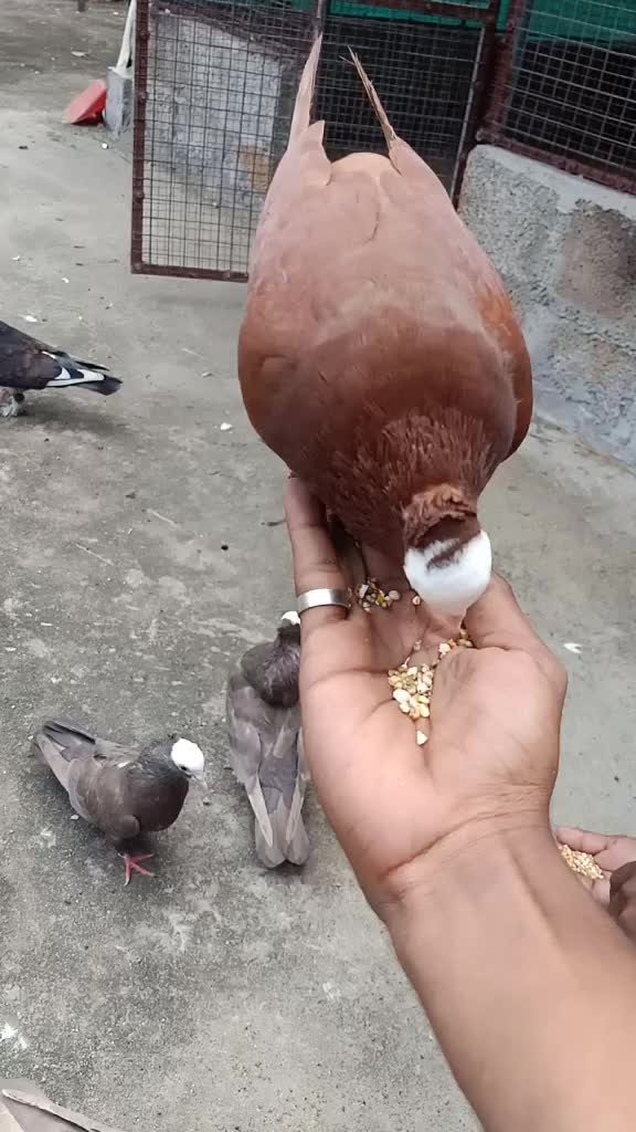 @๐ Sanooj Karoorkadavu ๐