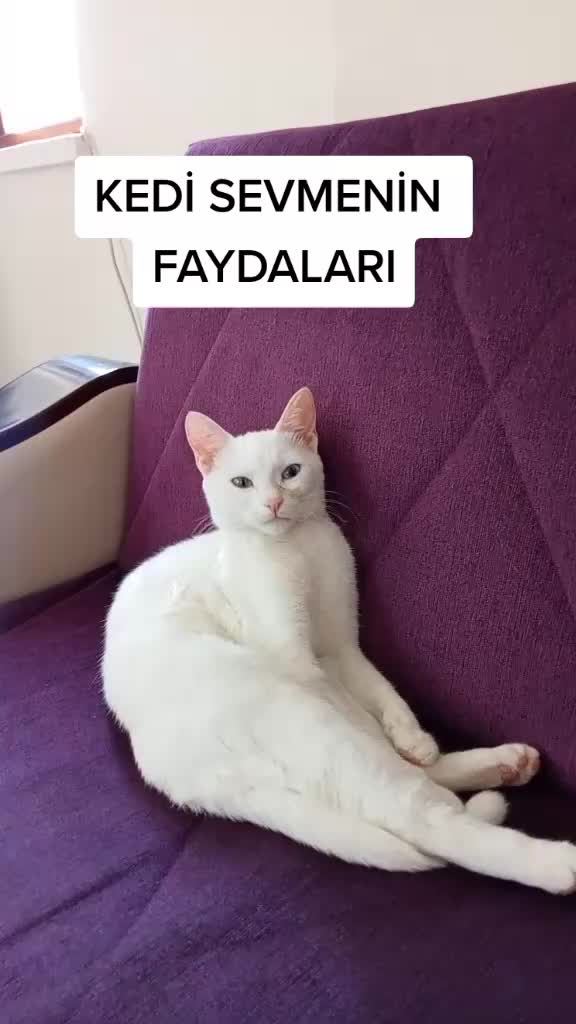 @zarife Aybay