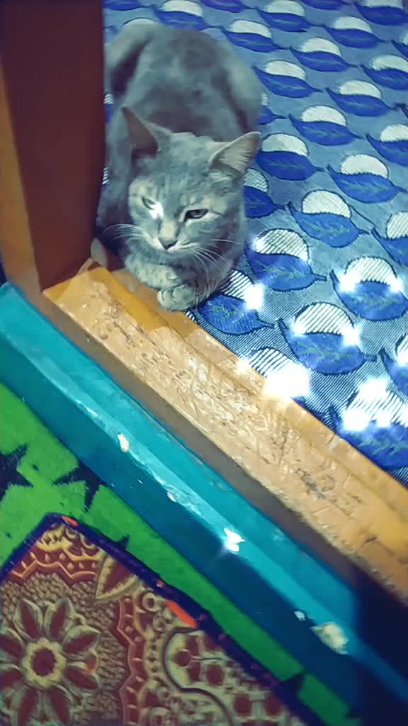 @meowwwwwwwwwww