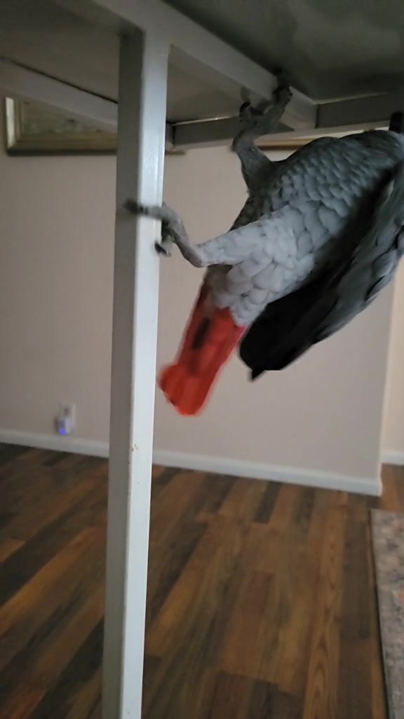 @Ben the bird
