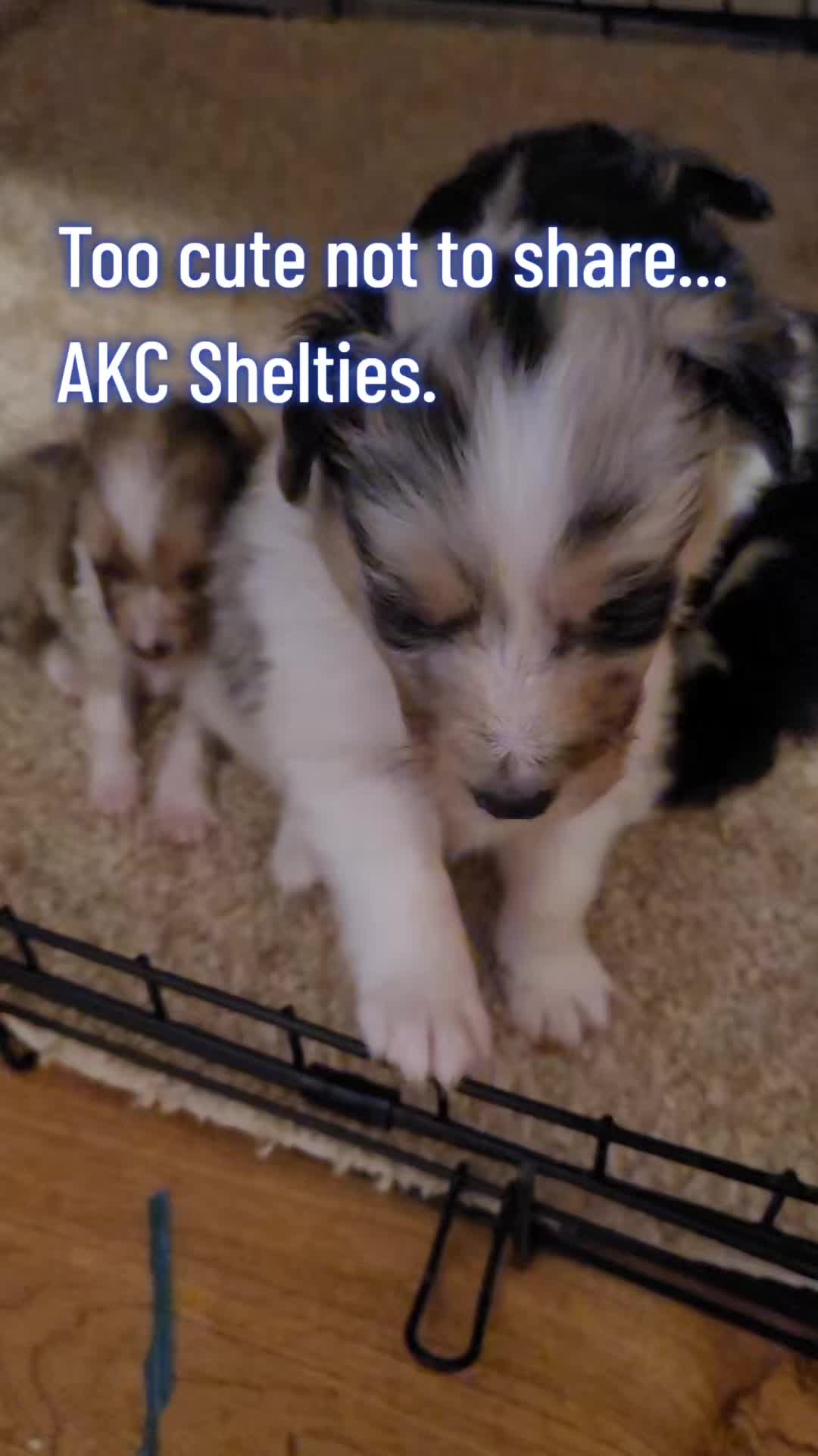 @Shellys-Loveable-Mi-Shelties