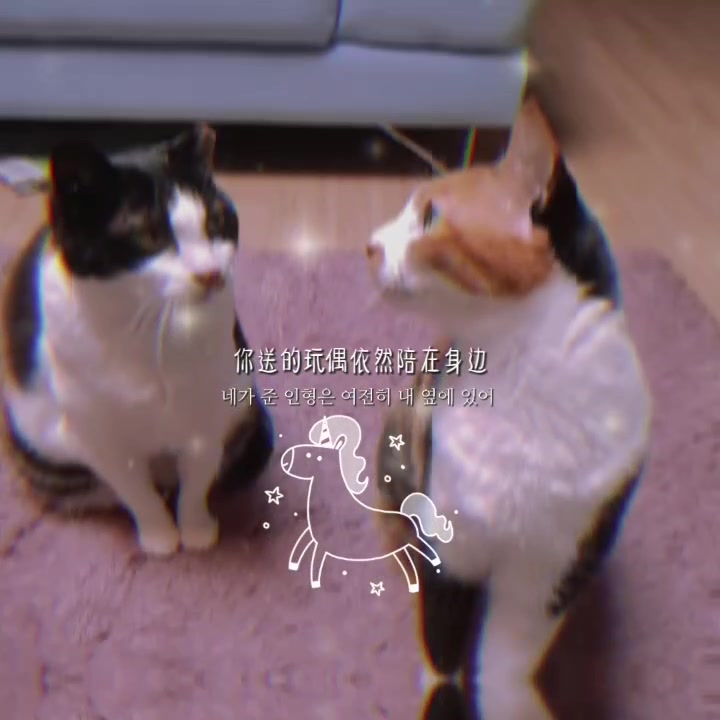 @곰고양이 Bearcat