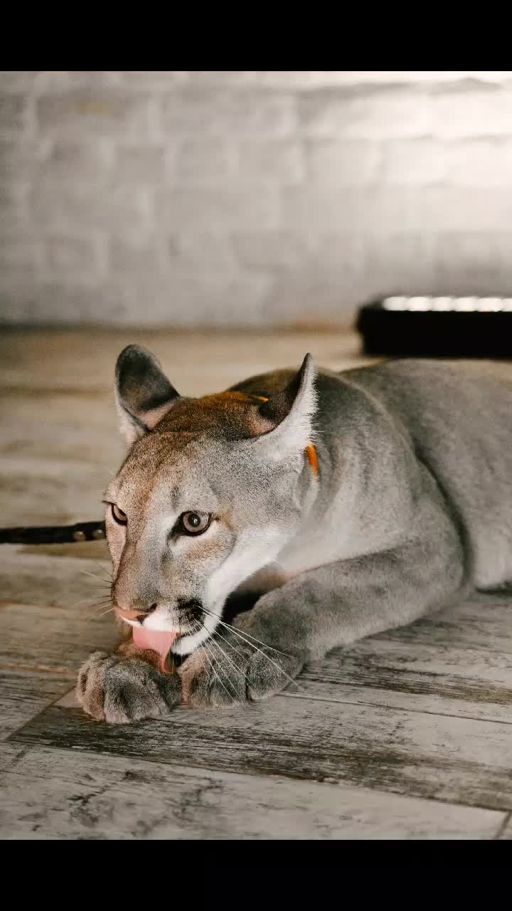@puma_marsel