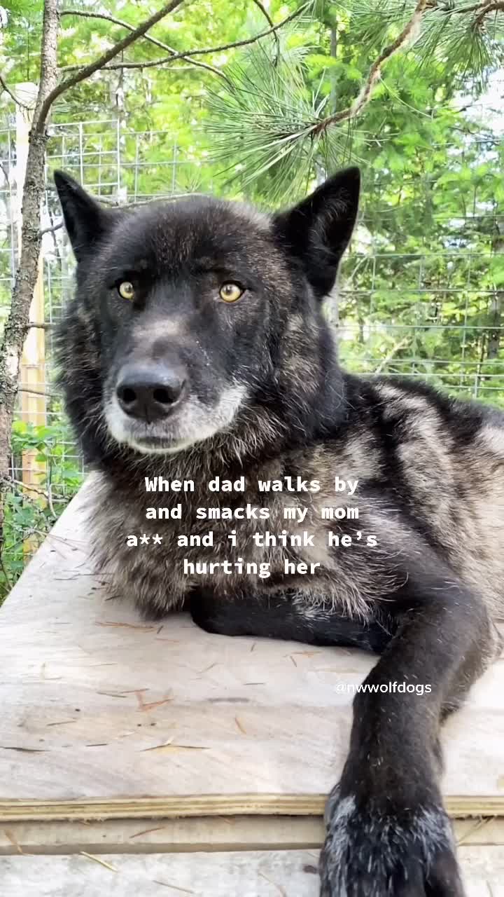 @NWWolfdogs
