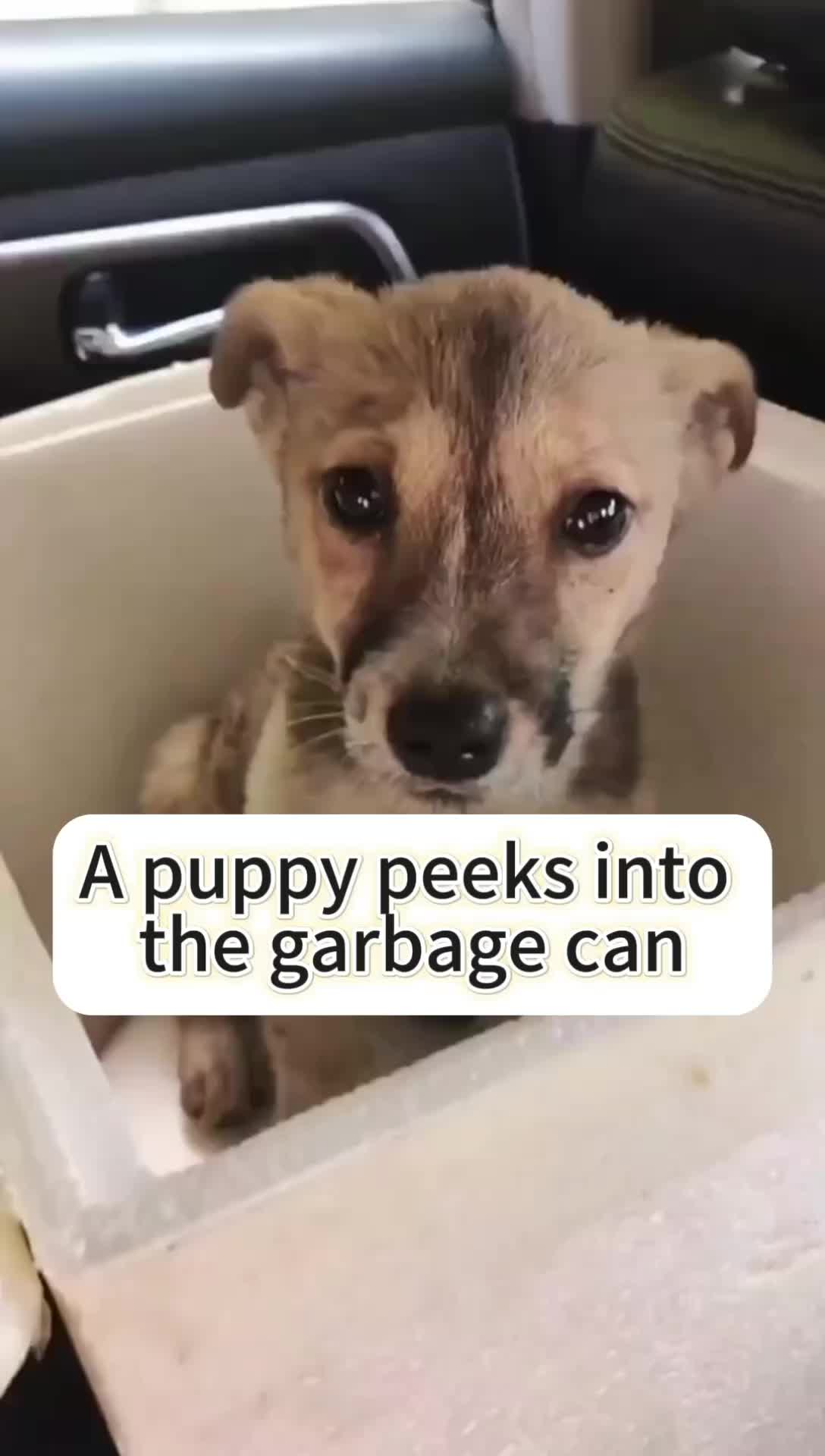 @Cats and dogs